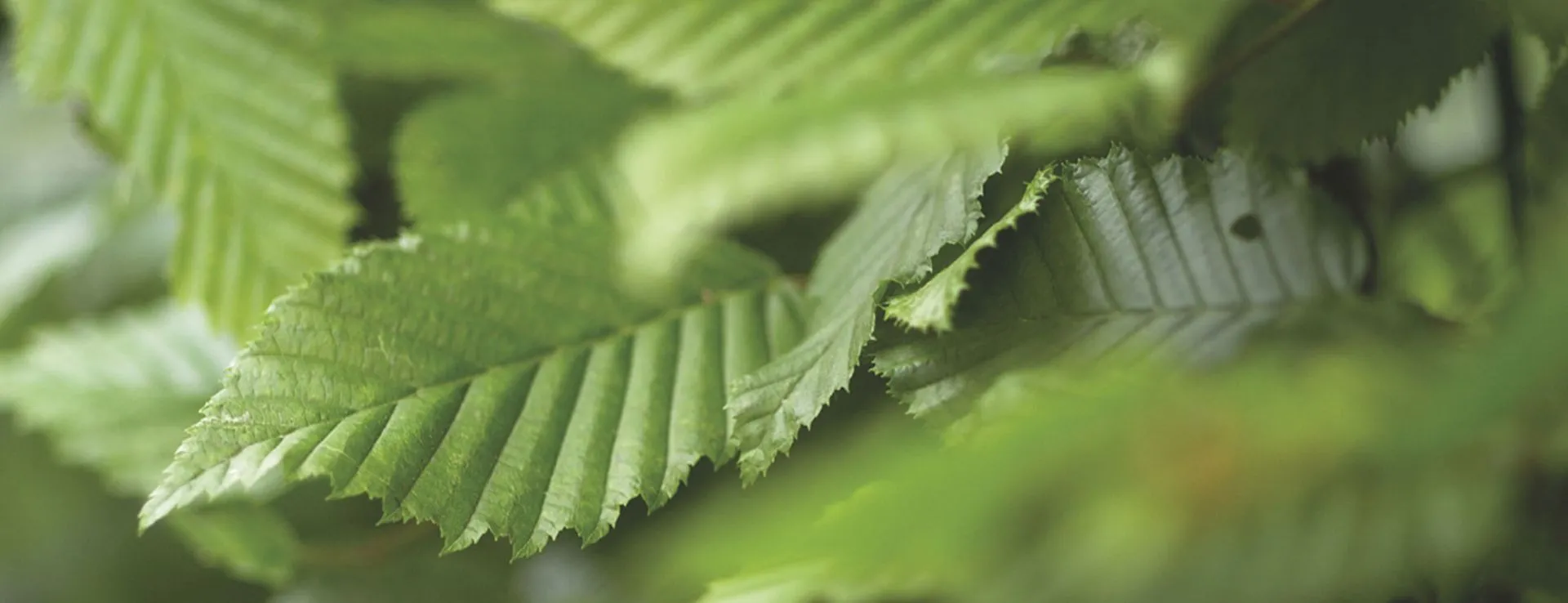 Green Screens detail